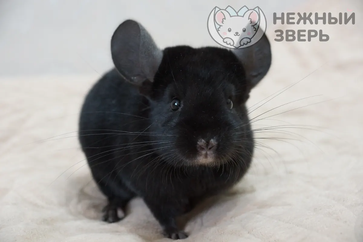 Наши шиншиллы