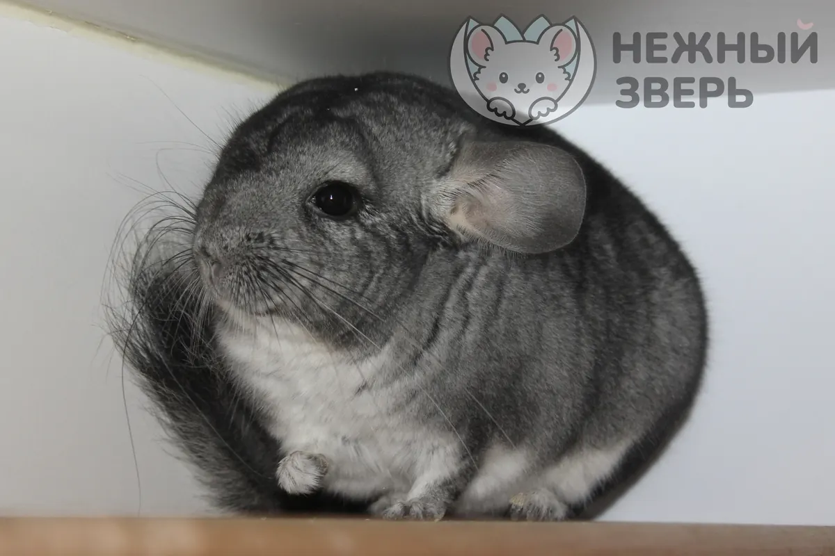 Наши шиншиллы