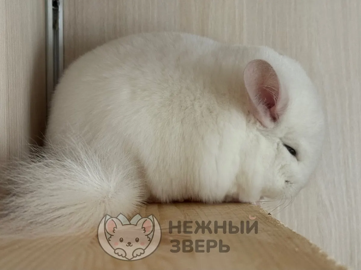 Наши шиншиллы