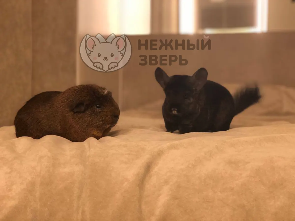 Наши шиншиллы