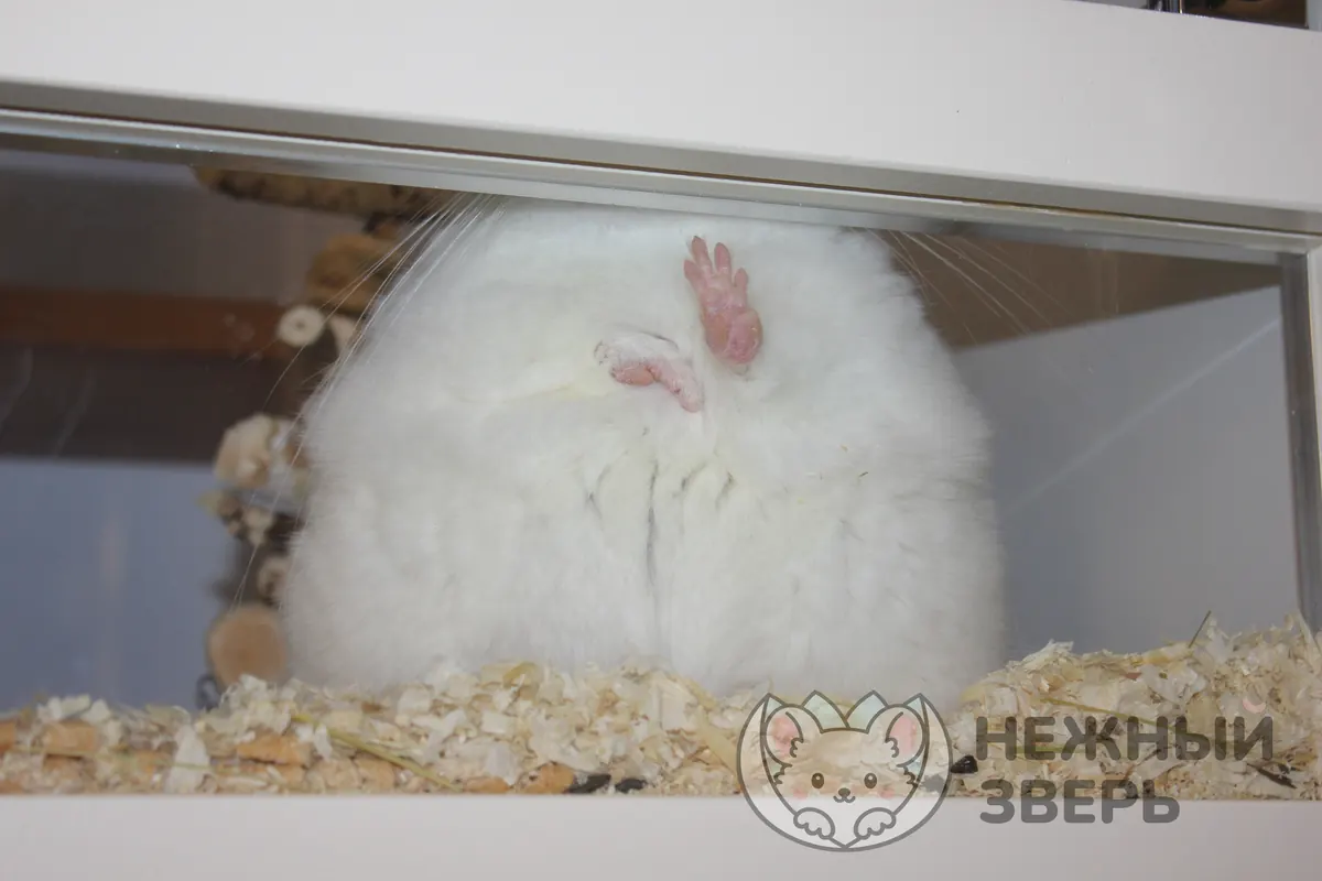 Наши шиншиллы