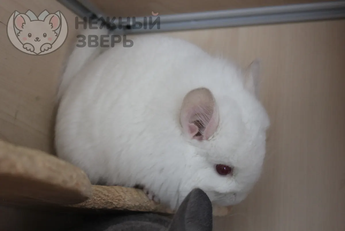 Наши шиншиллы