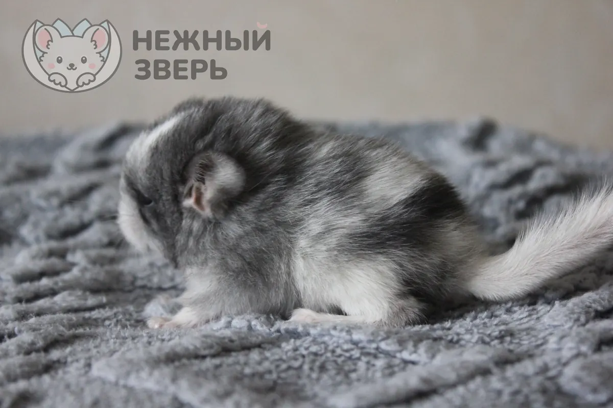 Наши шиншиллы