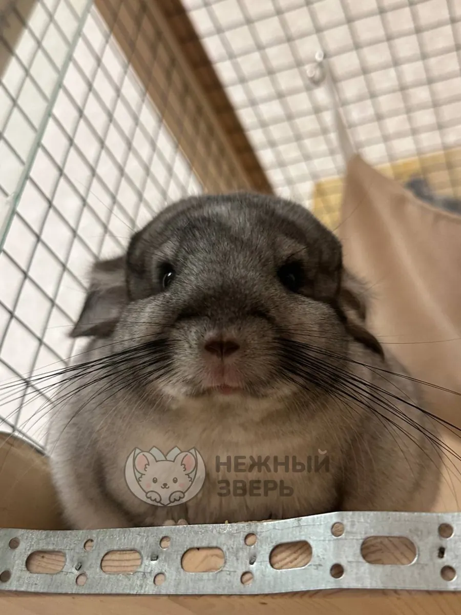 Наши шиншиллы