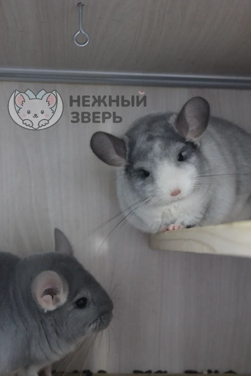 Наши шиншиллы