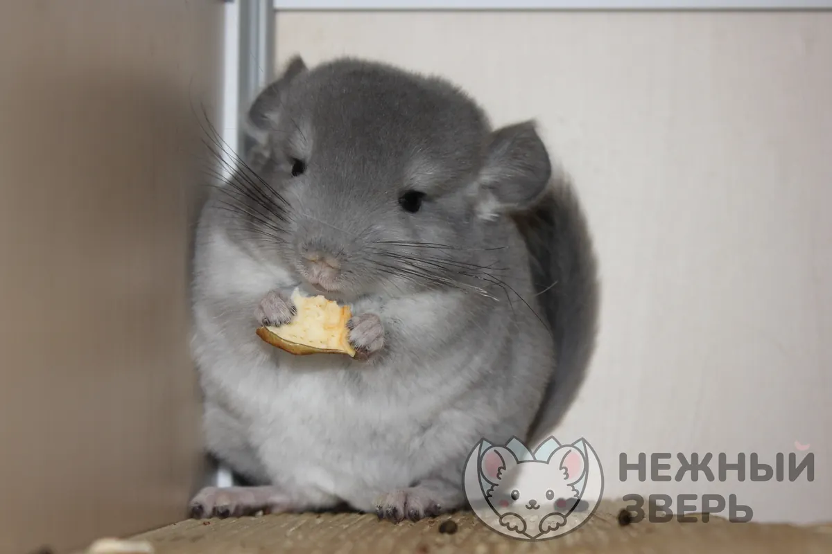 Наши шиншиллы