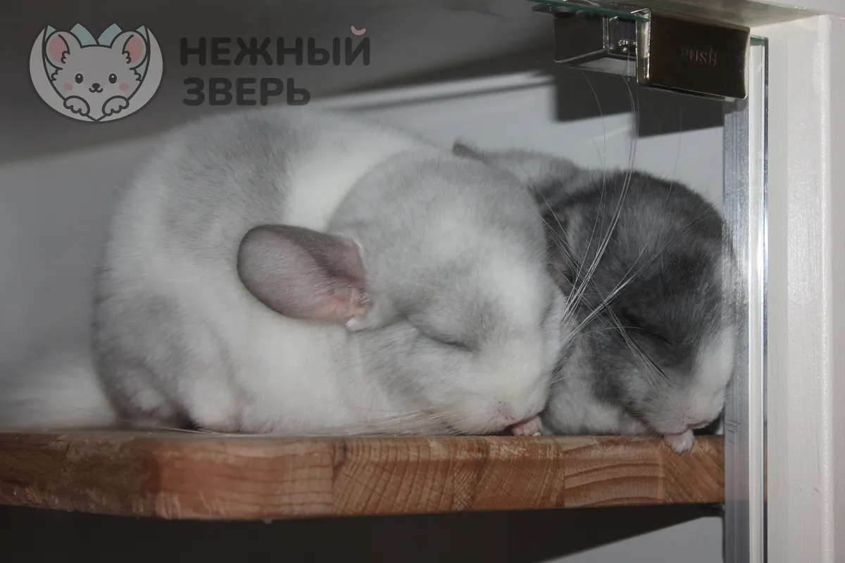 Наши шиншиллы