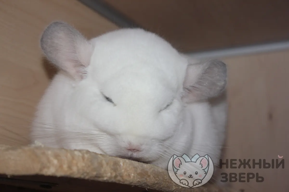 Наши шиншиллы