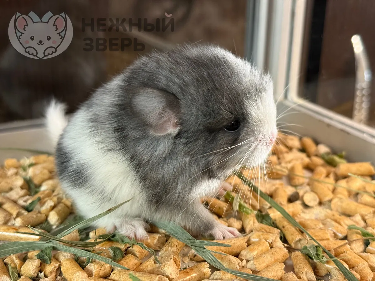 Наши шиншиллы