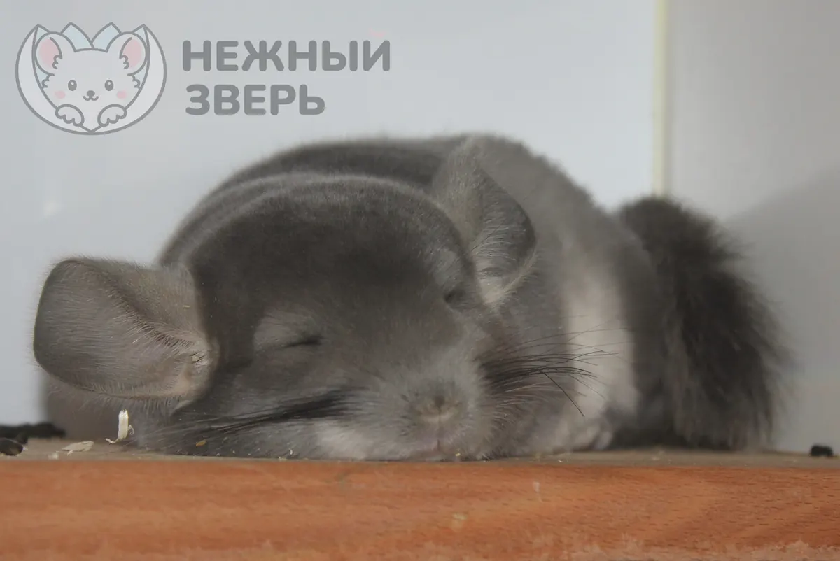Наши шиншиллы