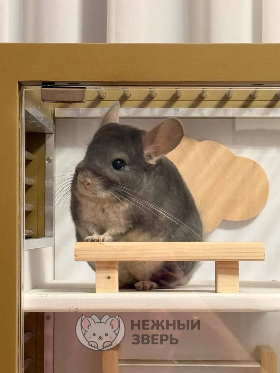 Наши шиншиллы
