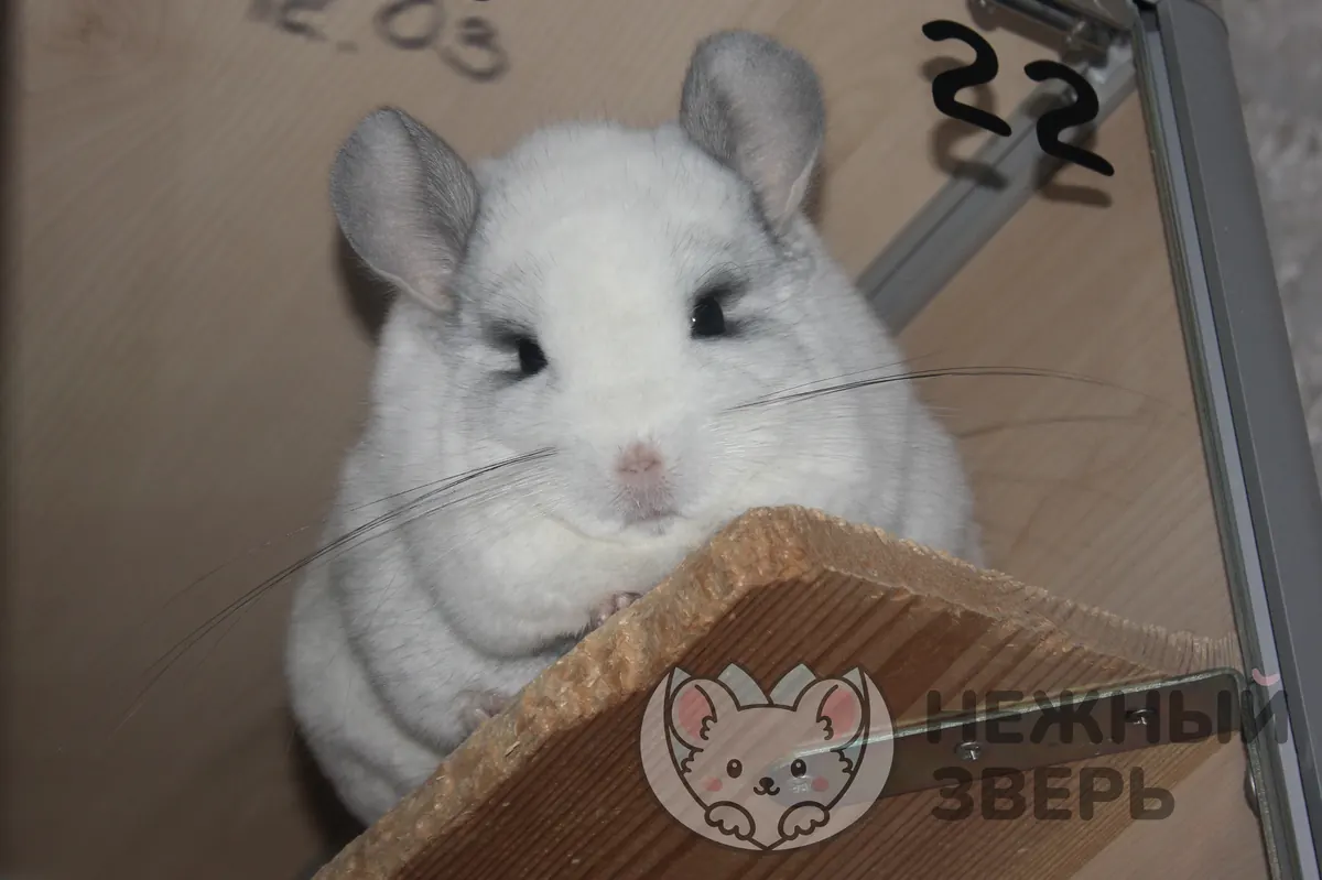 Наши шиншиллы