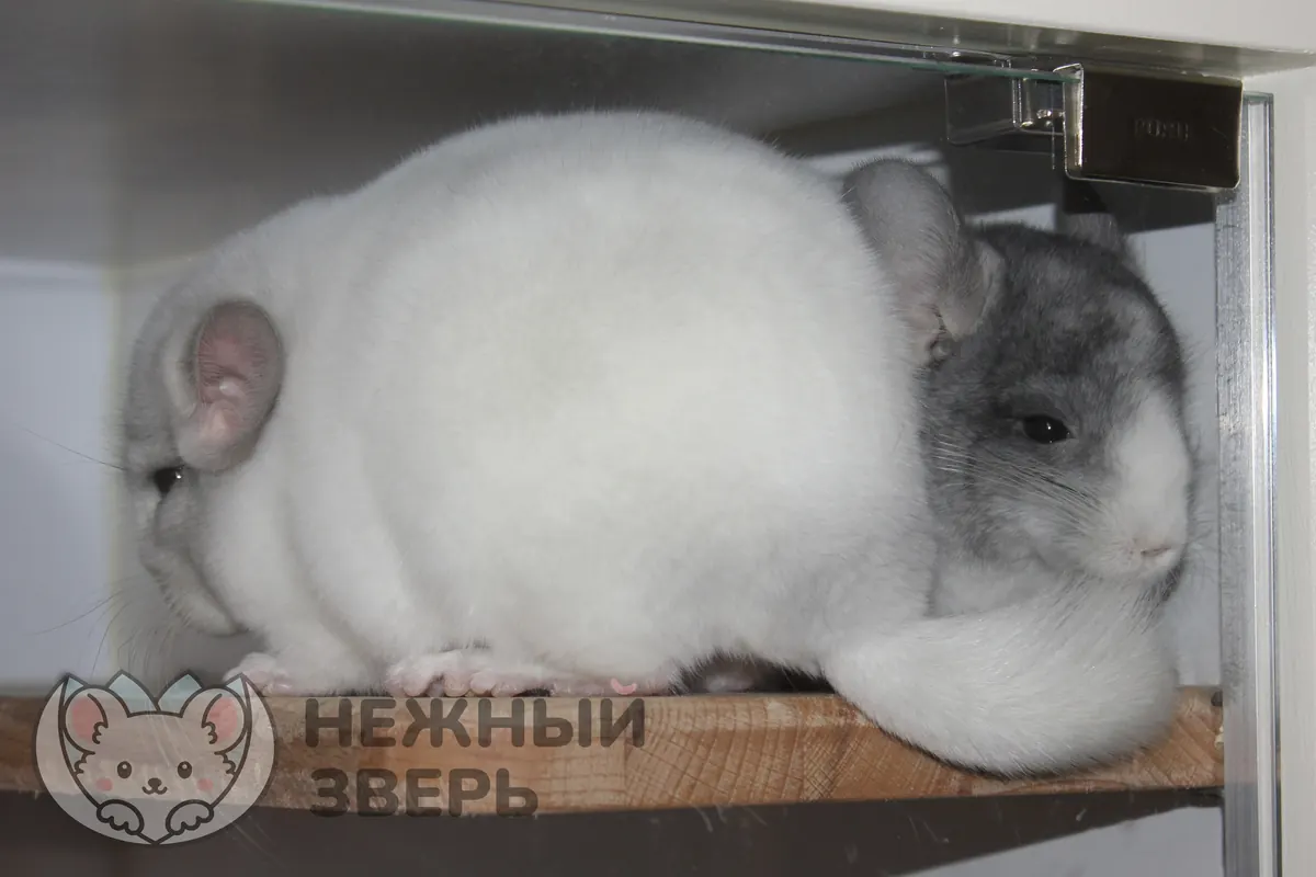 Наши шиншиллы
