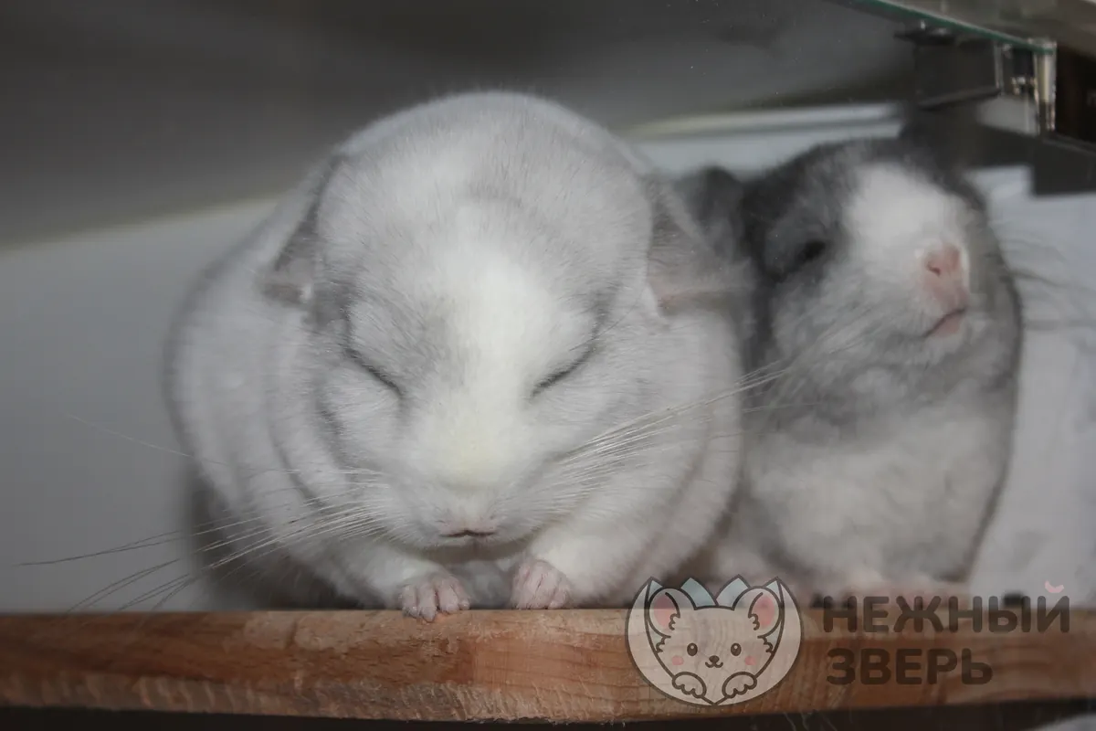 Наши шиншиллы