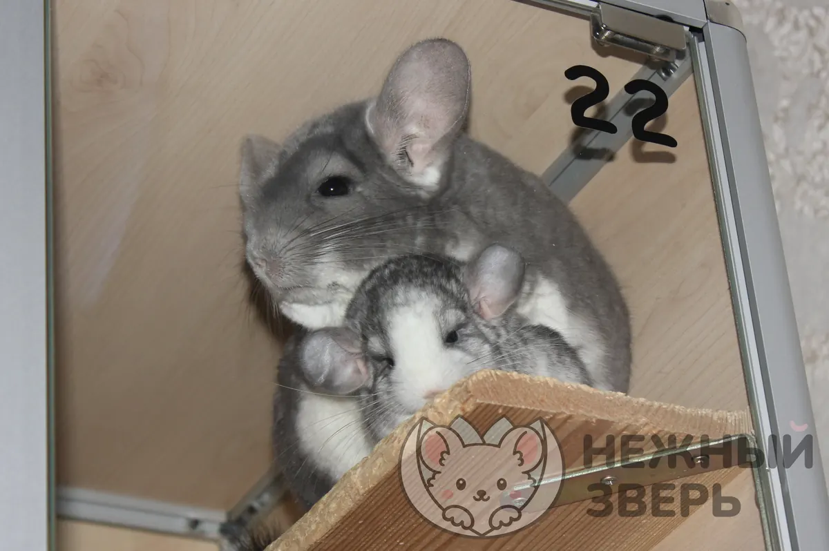 Наши шиншиллы