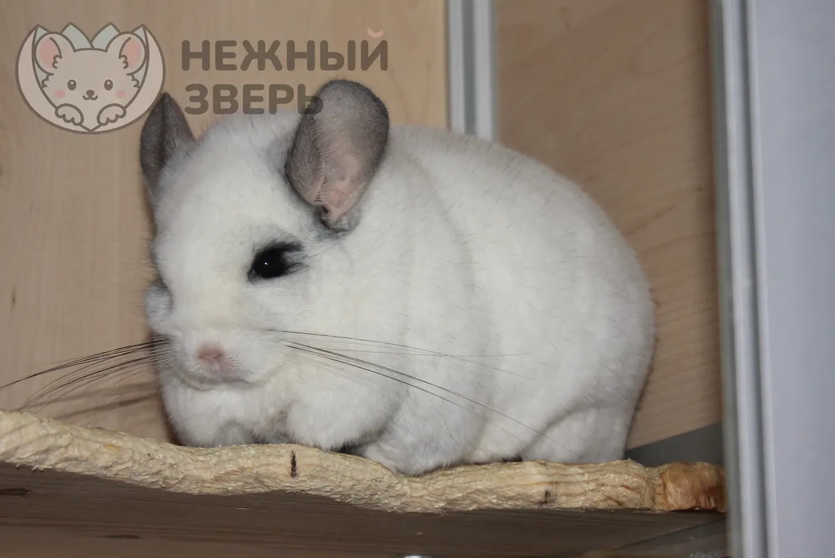 Наши шиншиллы