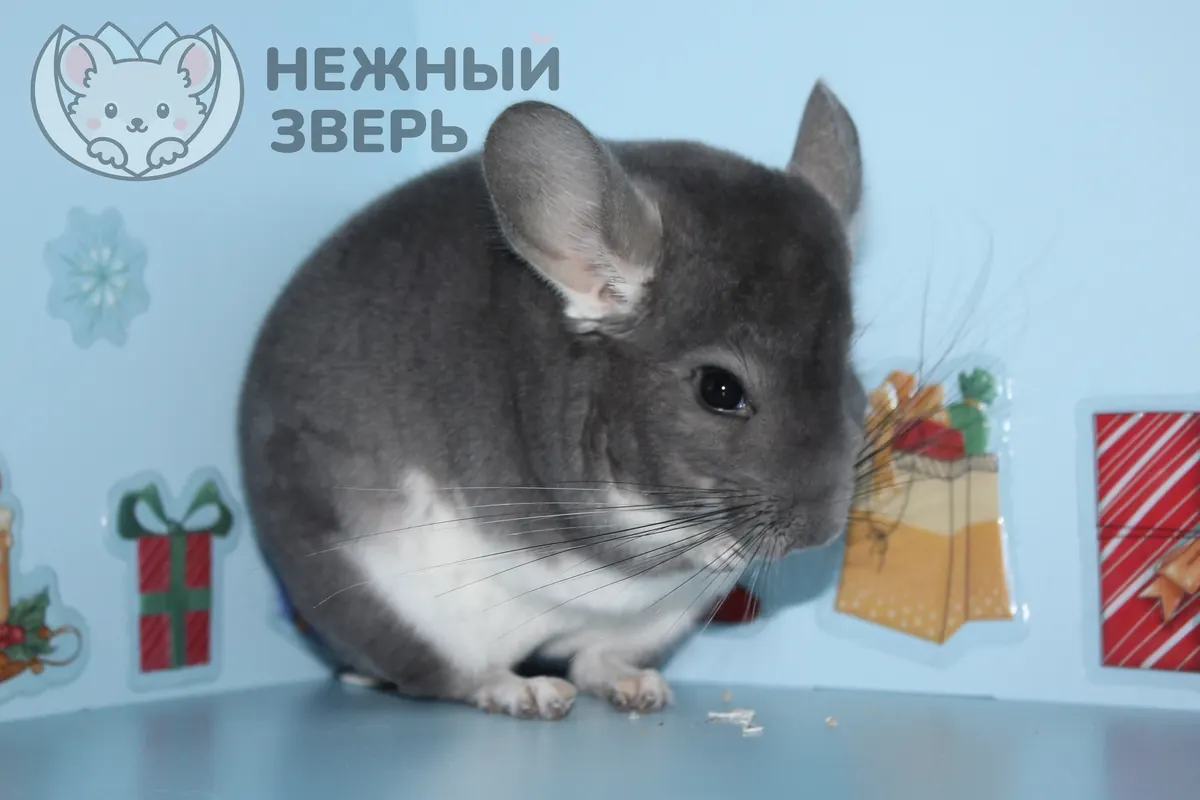 1371м