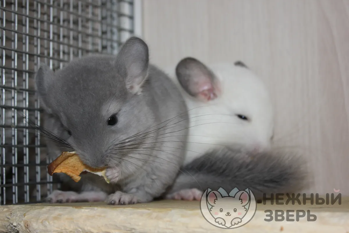 Наши шиншиллы
