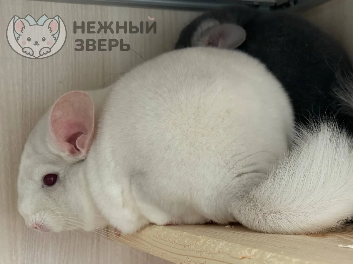 Наши шиншиллы