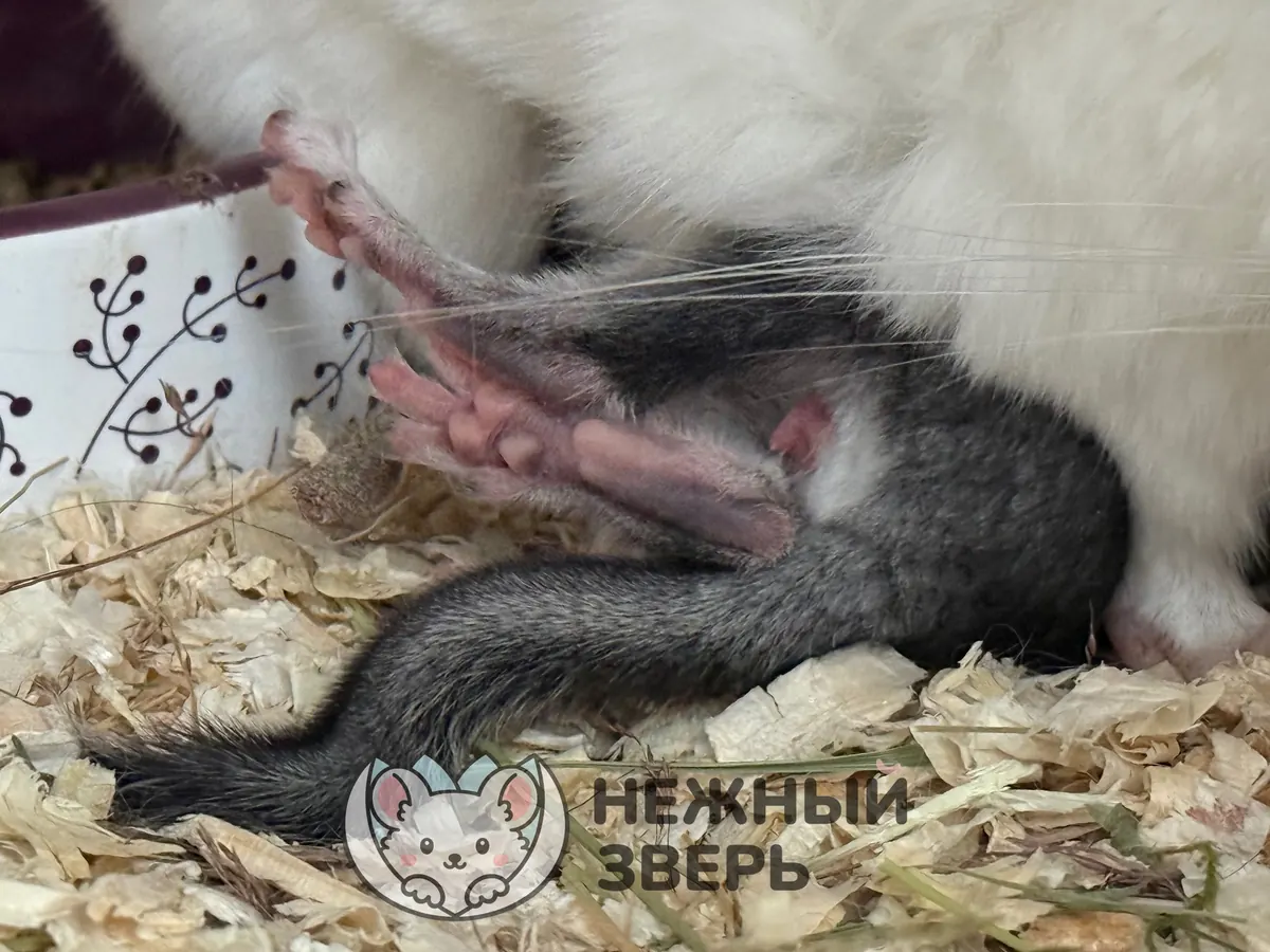Наши шиншиллы