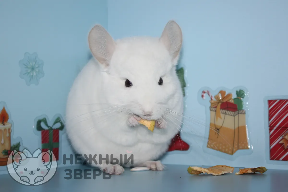 Захар