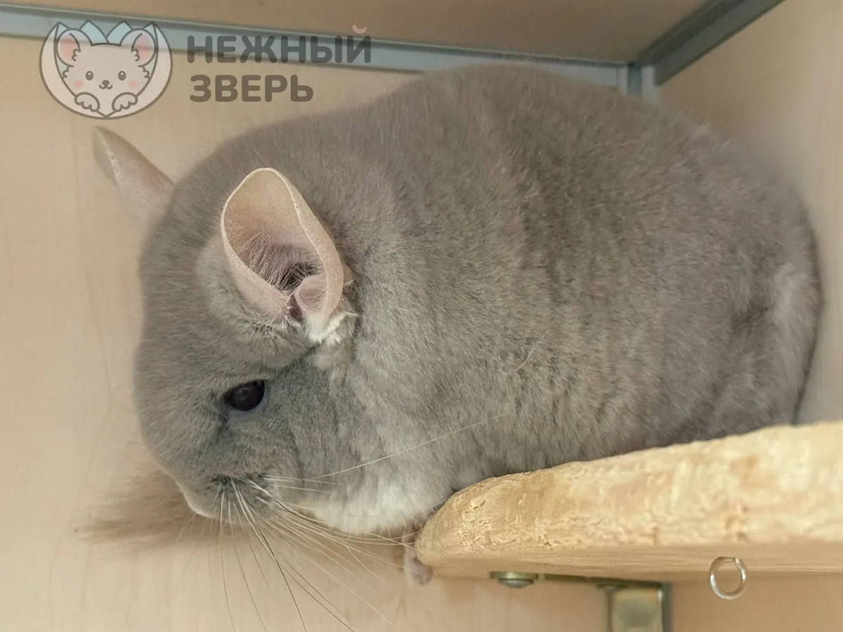 Наши шиншиллы