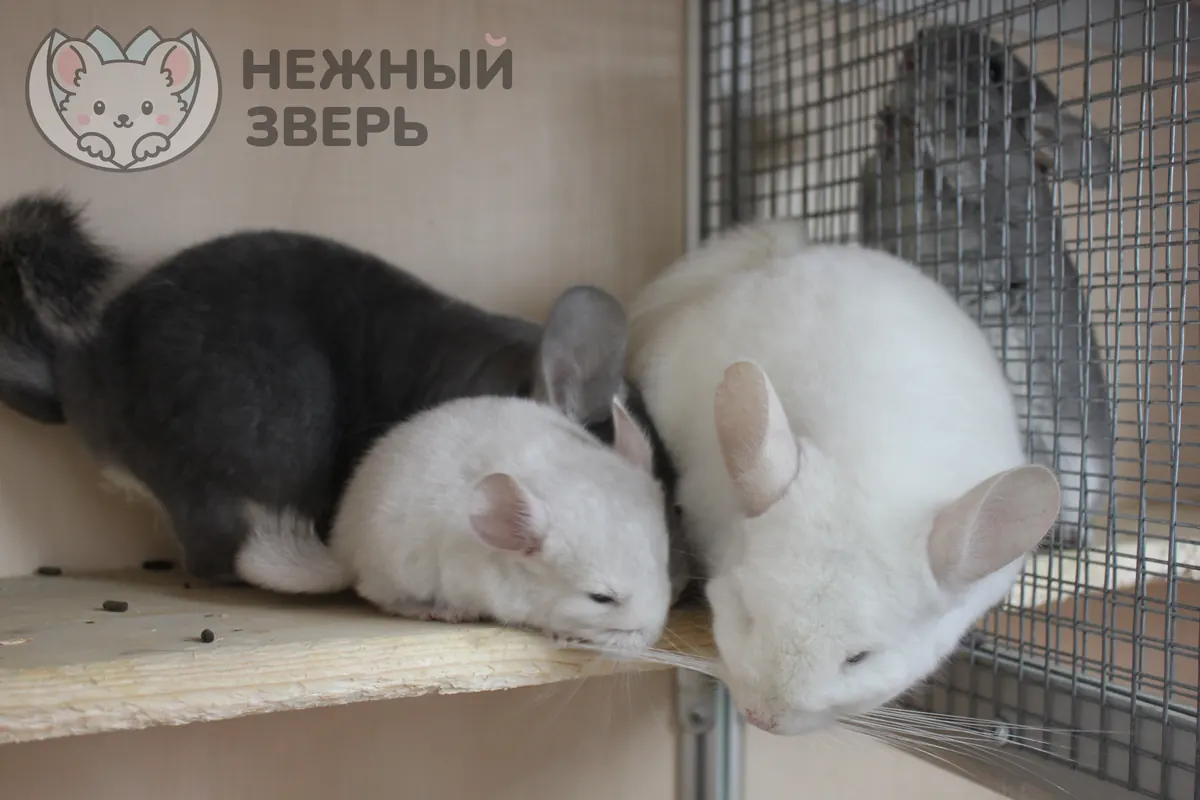 Наши шиншиллы