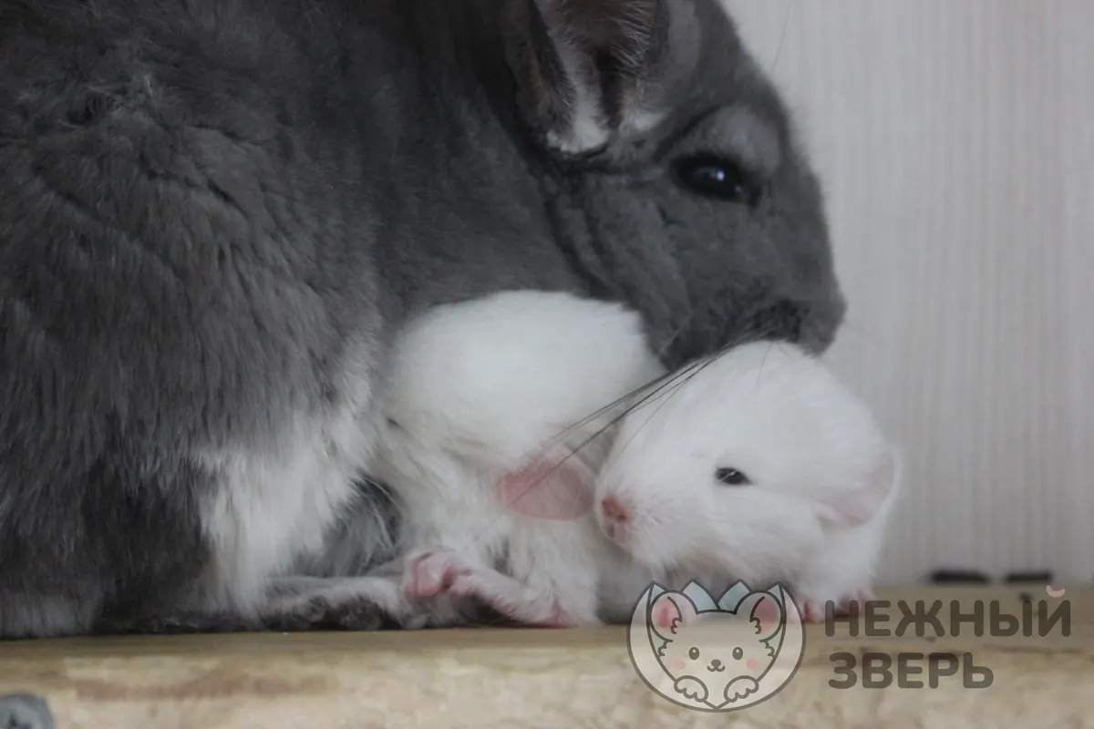 Наши шиншиллы