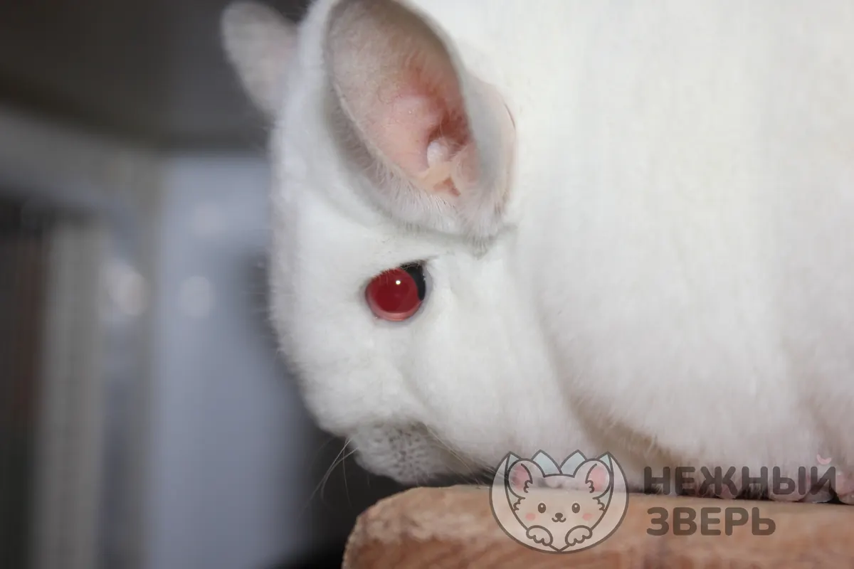 Наши шиншиллы