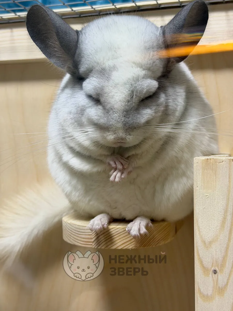 Наши шиншиллы
