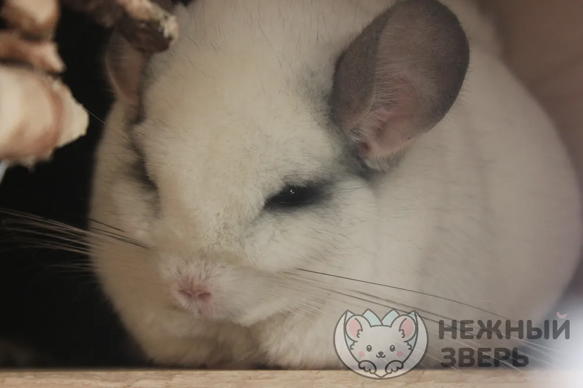 Наши шиншиллы