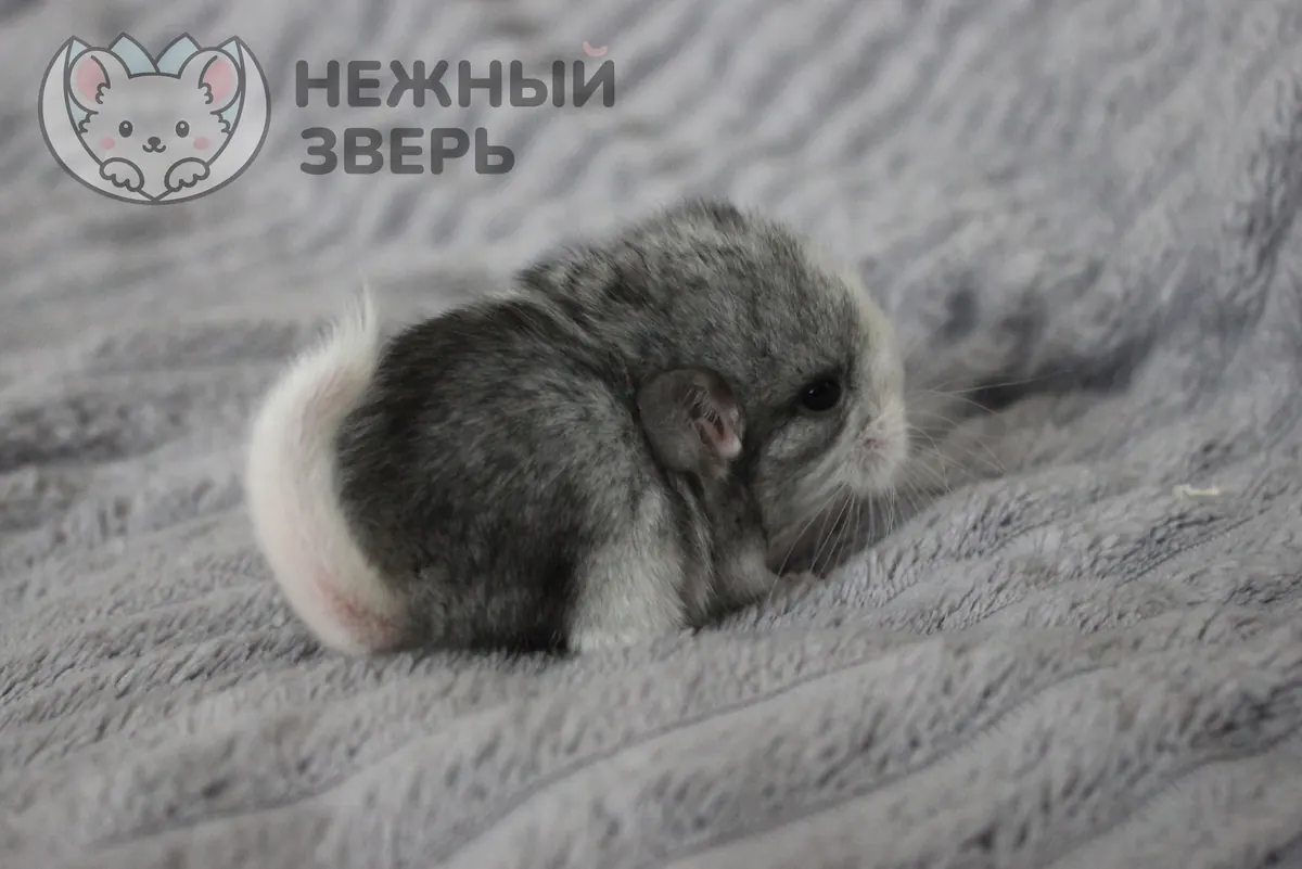Наши шиншиллы