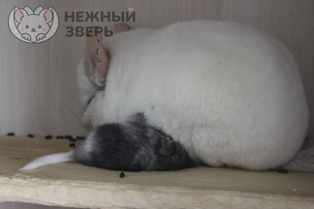 Наши шиншиллы