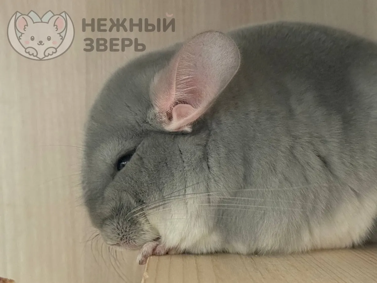 Наши шиншиллы