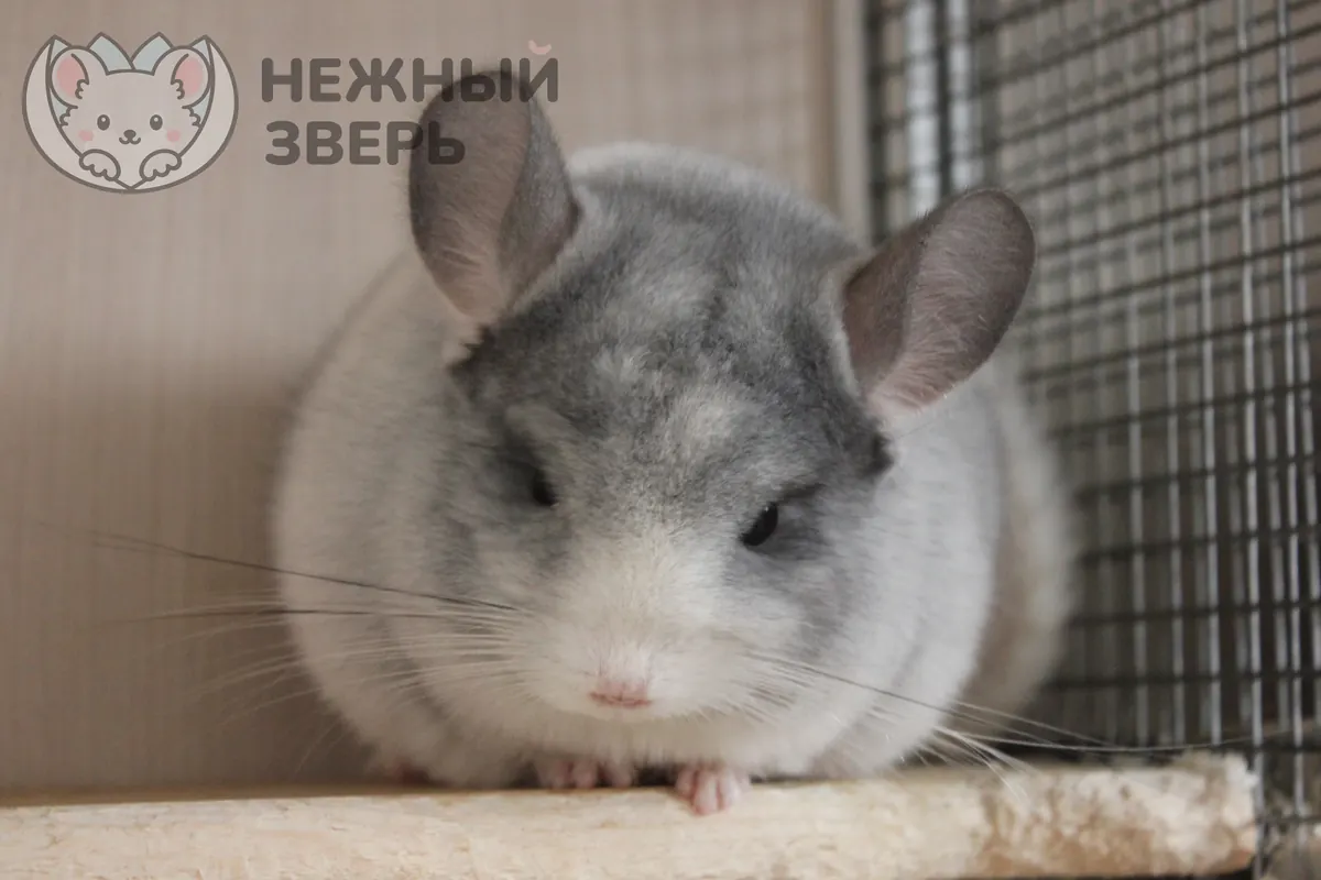Наши шиншиллы