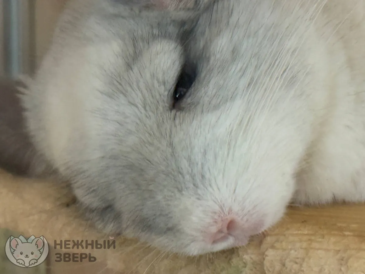 Наши шиншиллы
