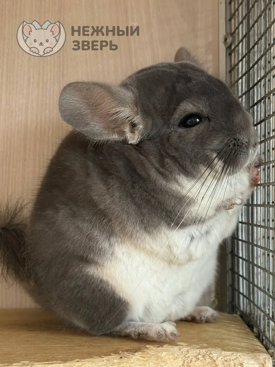 Наши шиншиллы