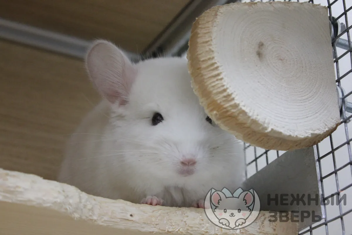 Наши шиншиллы