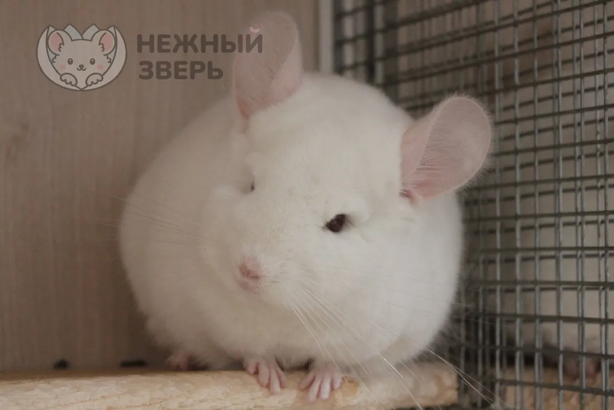 Наши шиншиллы