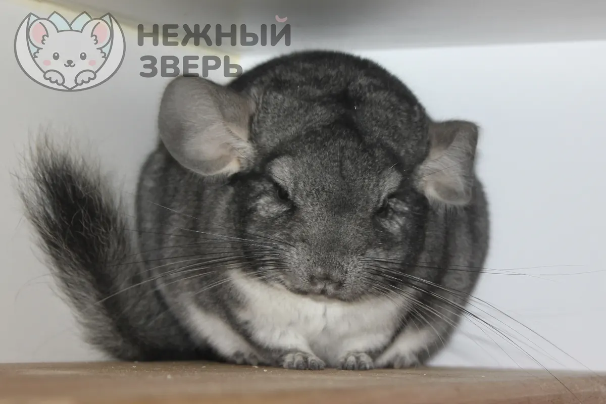 Наши шиншиллы