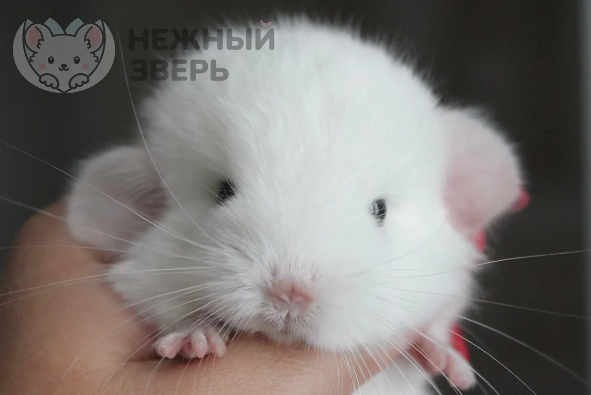 Наши шиншиллы