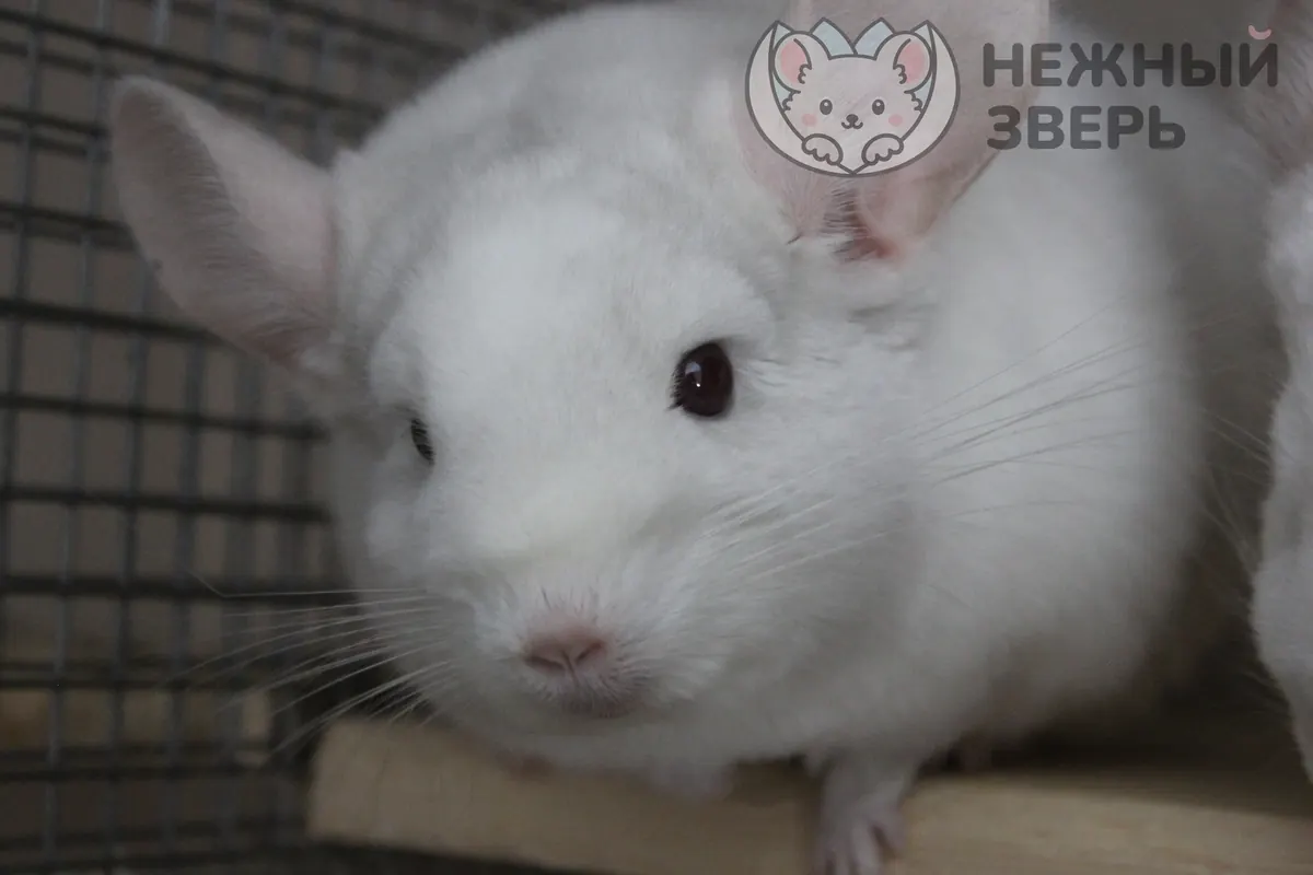 Наши шиншиллы
