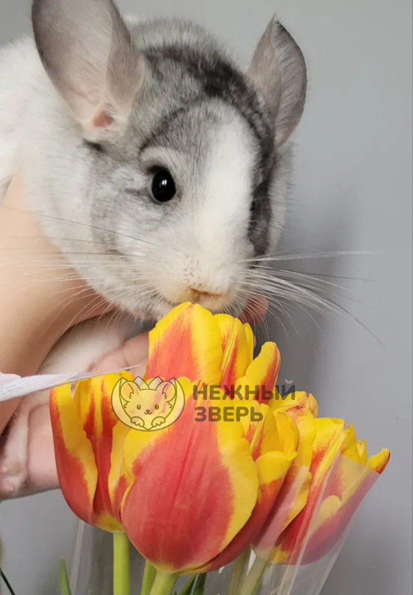 Наши шиншиллы