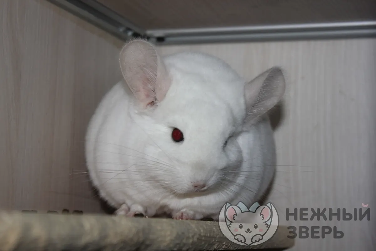 Наши шиншиллы