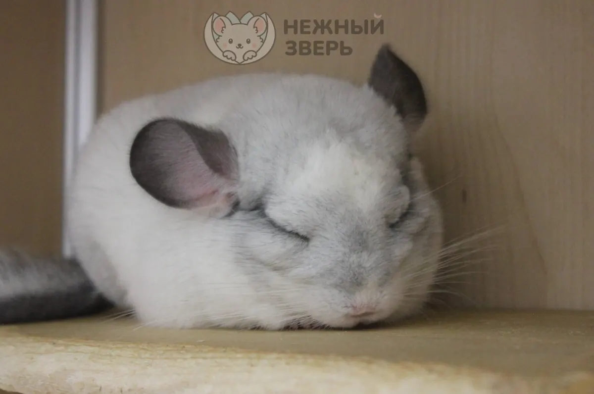 Наши шиншиллы