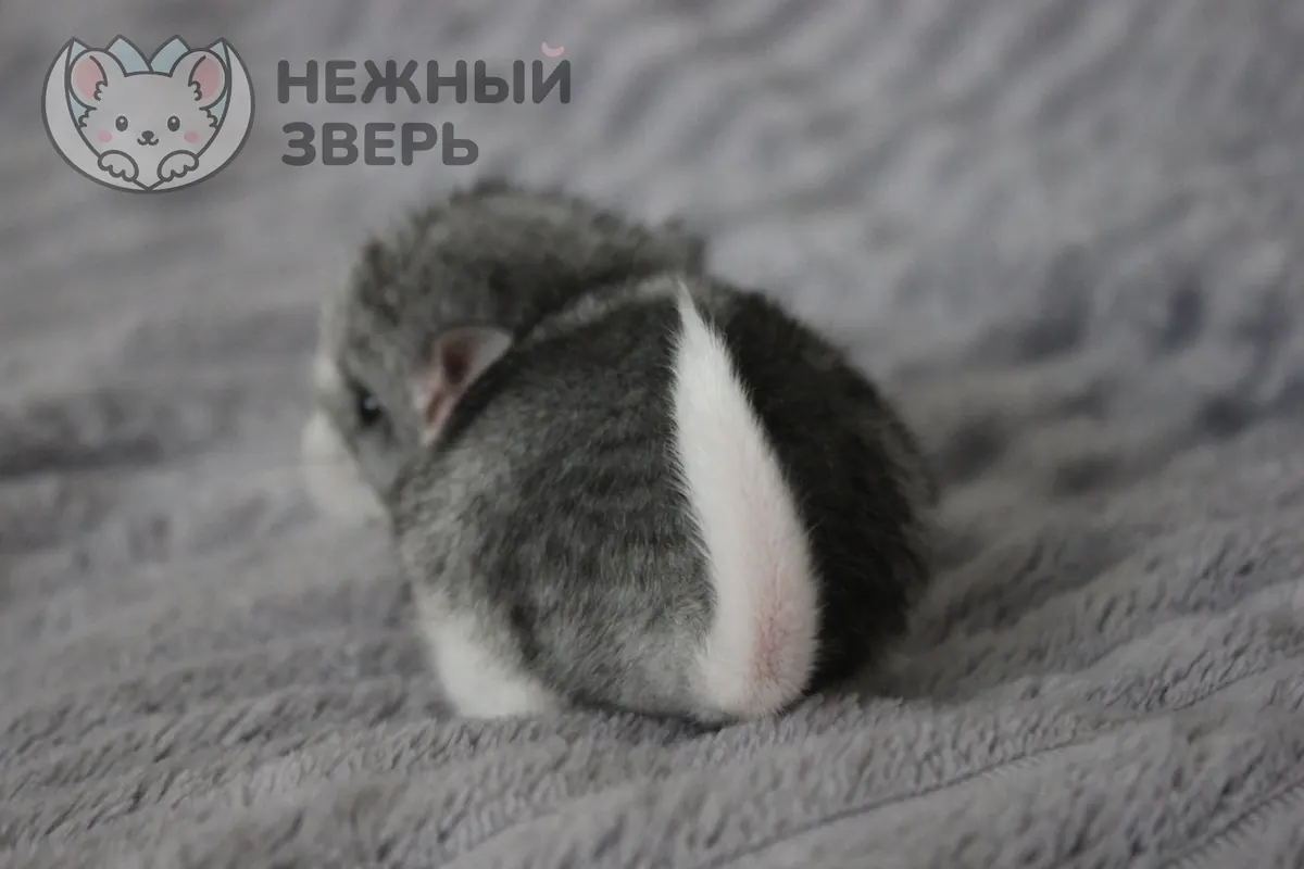 Наши шиншиллы