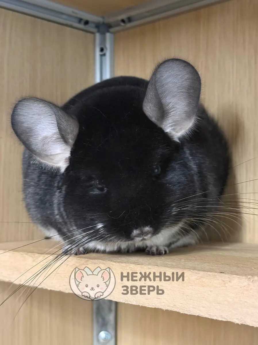 Наши шиншиллы