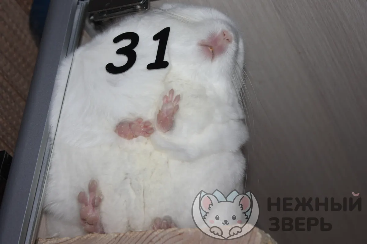 Наши шиншиллы