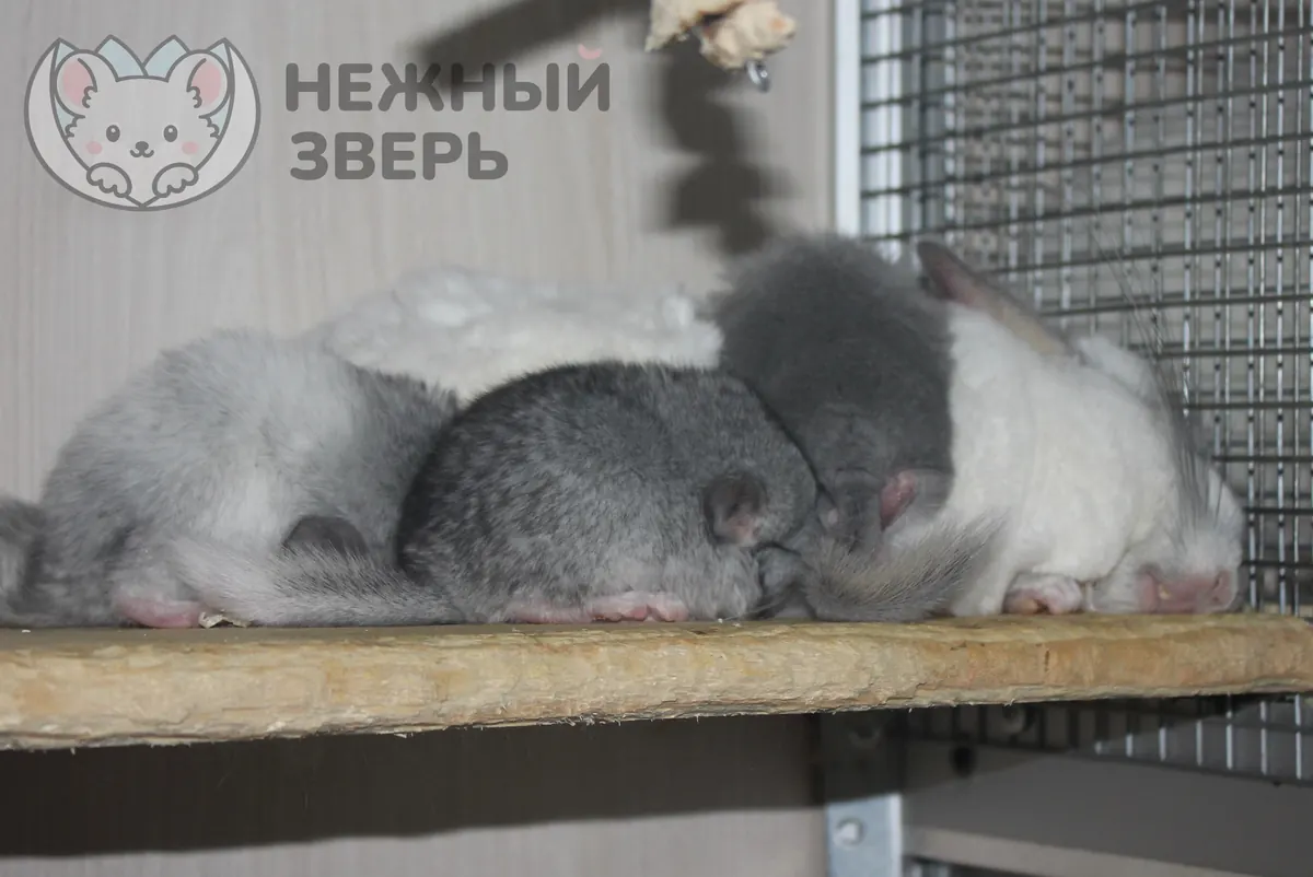 Наши шиншиллы