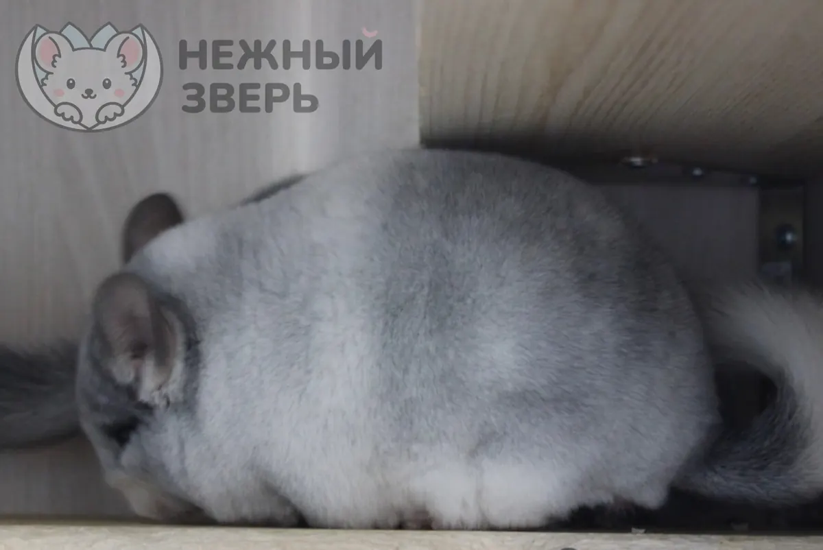 Наши шиншиллы